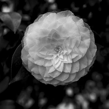 Camellia Blossom #41 thumb