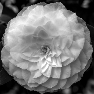 Camellia Blossom #3 thumb