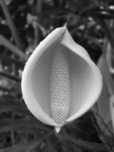 Philodendron Flower thumb