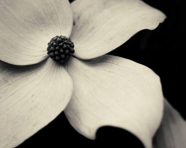 Dogwood Flower 2016 No.102- Limited Edition 1 of 1 thumb