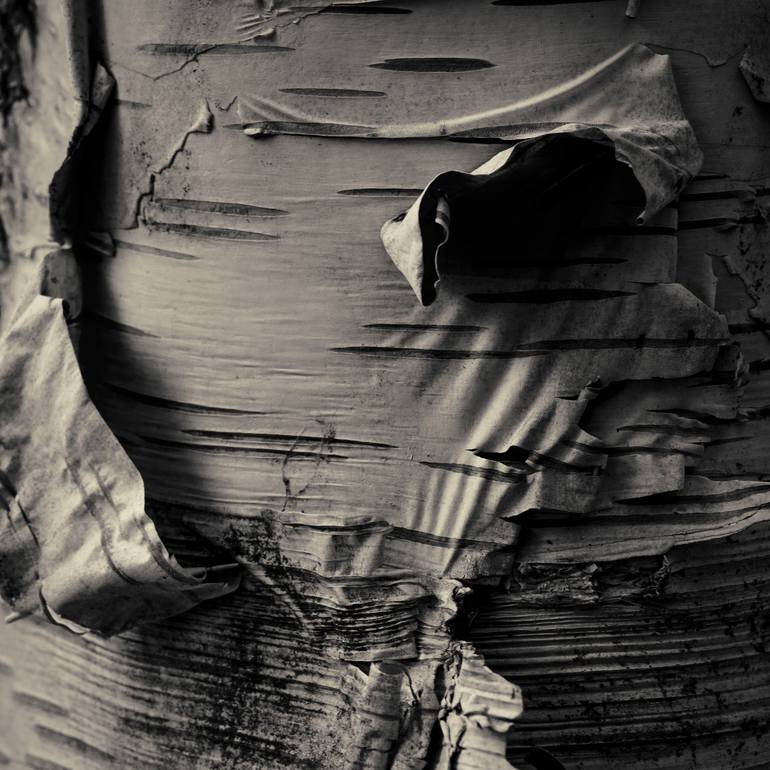 Original Nature Photography by Gary Horsfall | Abstract Art on Paper | Birch Bark 2016 No.83 - Limited Edition of 5