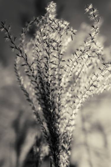 Print of Abstract Nature Photography by Gary Horsfall