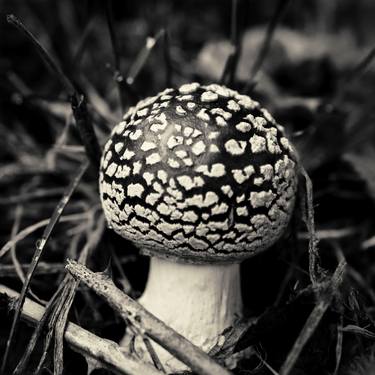 Mushroom 2016 No.61 - Limited Edition of 5 thumb