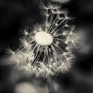 Dandelion 2019 No.4 - Limited Edition of 3 thumb