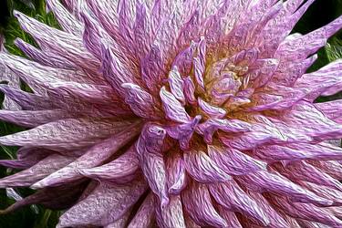 Original Floral Photography by Gary Horsfall