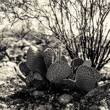 Cacti 2016 No.41 - Limited Edition of 3 thumb