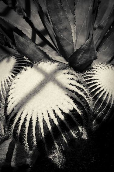 Print of Abstract Nature Photography by Gary Horsfall