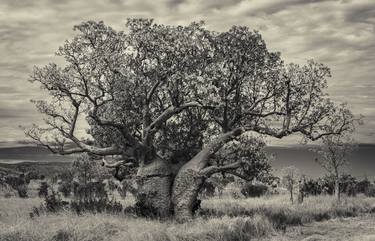 Original Fine Art Tree Photography by Gary Horsfall