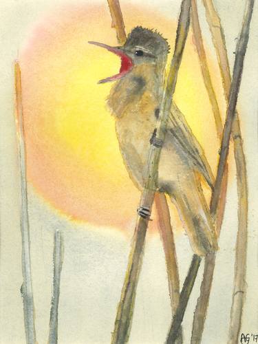 The great reed warbler that sings at the sunset thumb