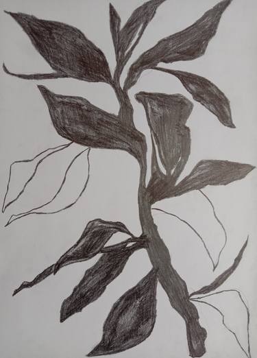 Print of Fine Art Botanic Drawings by Rupa Kumari