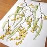 Always inspired by nature, Wattle blooming season in Australia is one of my favourite times a year. For several weeks in summer, suburban streets are sprayed with these gorgeous and jubilant yellow pom poms. Their blooms don't last too long and they are hard to keep alive at home, so I chose to draw them, the keep them forever bright and alive on paper.
