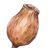 Gumnut Study #1 by Pilar Basa