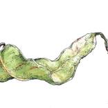 Gum Leaf Study #4 by Pilar Basa