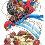 Crimson Rosellas Love Spag Bol by Pilar Basa