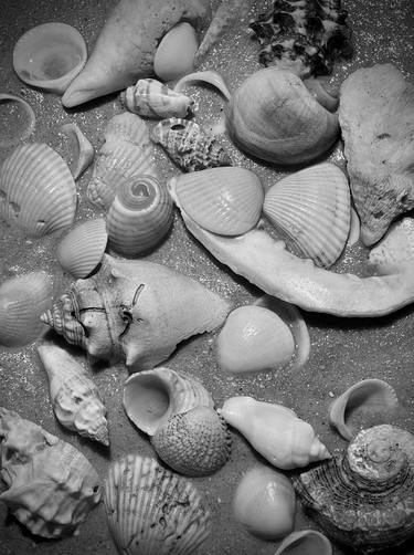 Shells on Sand / Delray Beach FL thumb