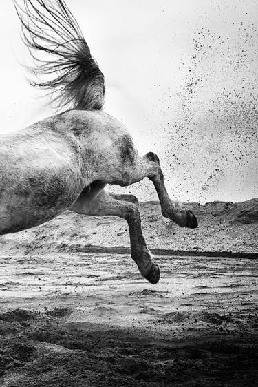 Print of Horse Photography by Zen van Bommel