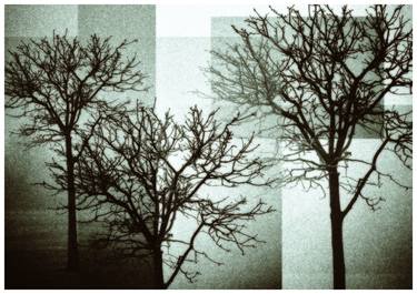 Print of Conceptual Tree Photography by Zen van Bommel