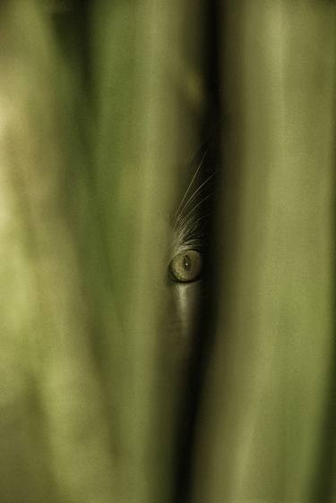 Print of Photorealism Cats Photography by Zen van Bommel