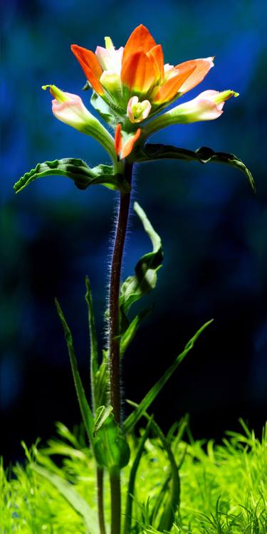 Indian Paintbrush thumb