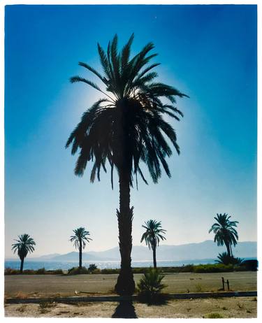 Palm Tree, Salton Sea, California thumb