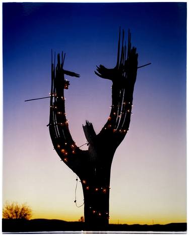 Cactus, Ajo, Arizona thumb