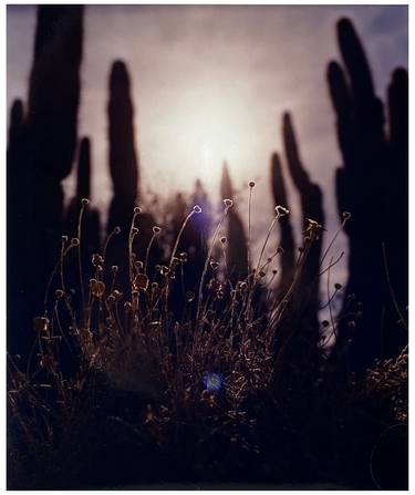 Dusk in the Desert, Arizona, 2001 thumb