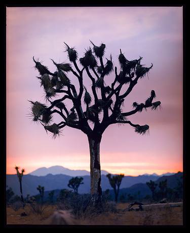 Original Documentary Nature Photography by Richard Heeps