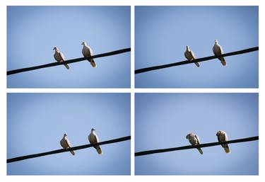 Print of Conceptual Animal Photography by Val Teodor