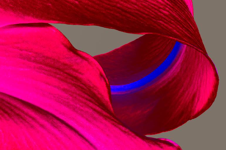 Original Modernism Floral Photography by Maurizio Pracella