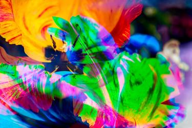 Original Pop Art Floral Photography by Robert A Ripps