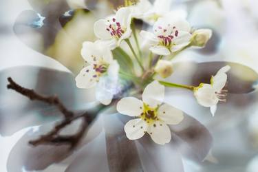 Original Conceptual Floral Photography by Robert A Ripps