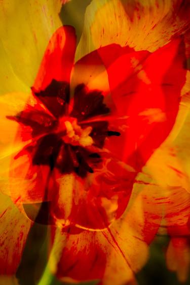 Untitled (Red/Orange Tulips) thumb