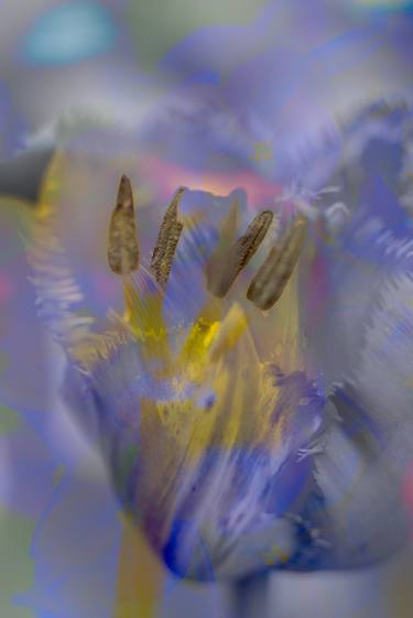 Untitled (Purple Ghost Tulips) thumb