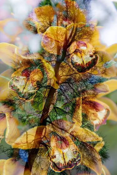 Original Conceptual Floral Photography by Robert A Ripps