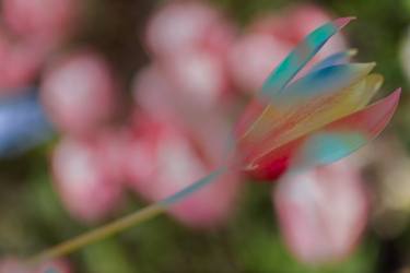 Original Conceptual Floral Photography by Robert A Ripps