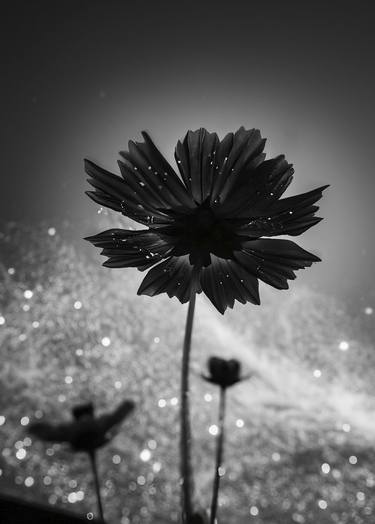 Original Conceptual Botanic Photography by Rafael Campezato