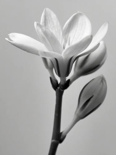 Print of Botanic Photography by Rafael Campezato