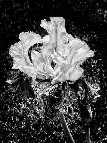 Original Contemporary Botanic Photography by Joanie Landau