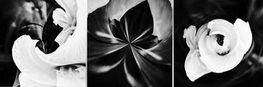 Original Abstract Floral Photography by Joanie Landau