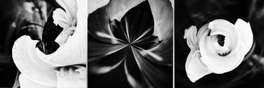 Print of Floral Photography by Joanie Landau