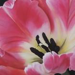 Large Magenta Tulip by Karen Hosker