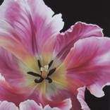 Rainbow Tulip by Karen Hosker