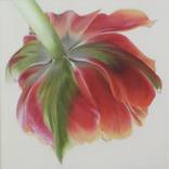 Bowing Tulip by Karen Hosker
