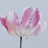 Magenta Tulip by Karen Hosker