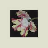 Rhubarb & Custard by Karen Hosker