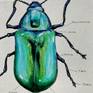 Dogbane beetle detail 