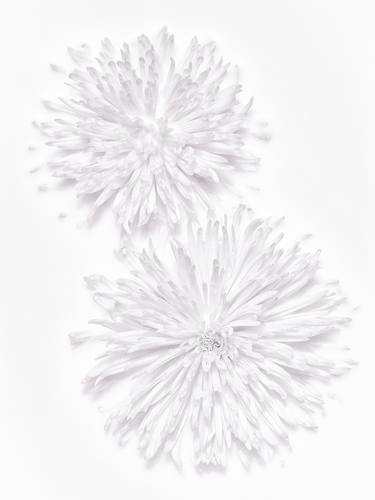 White Chrysanthemums, September 2019 - Limited Edition of 10 thumb