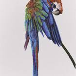 Macaw by Claire Harding