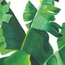 Banana leaves detail 1