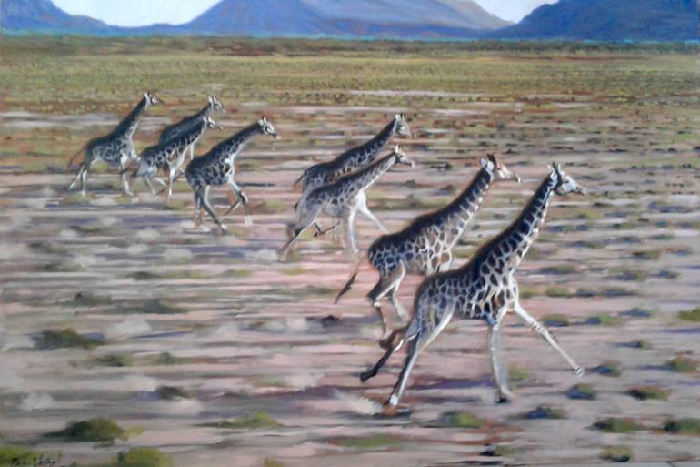 giraffe herd running